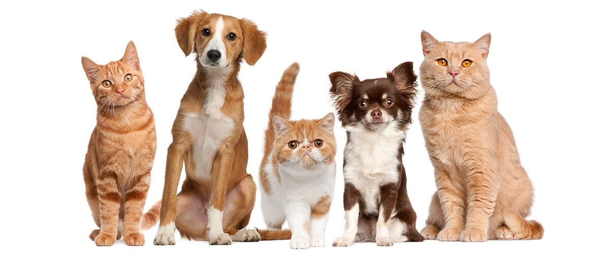 Dogs Deserve A Bit of CBD Too