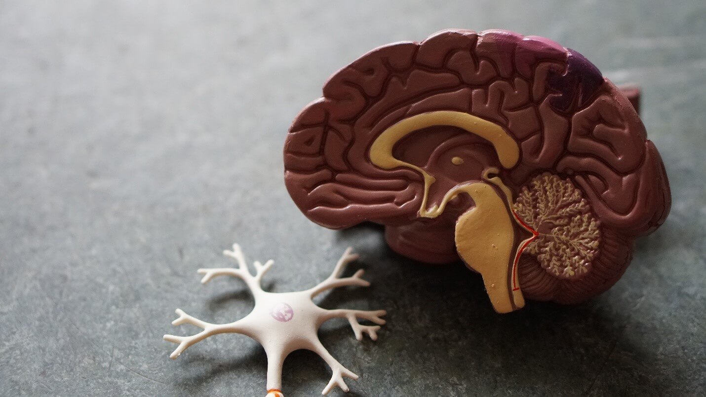 How Does CBD Affect The Brain Including The Endocannabinoid System?