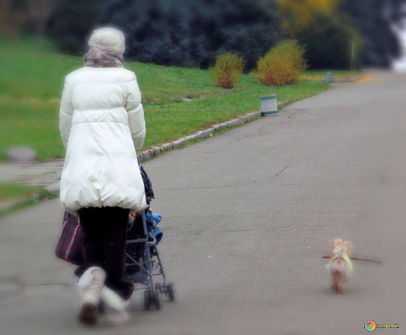 Know The Advantages of Dog Strollers For Your Pet