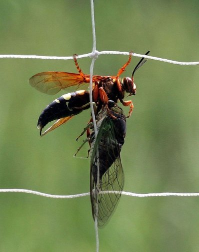 How Does Insect Killer Work Detail Overview