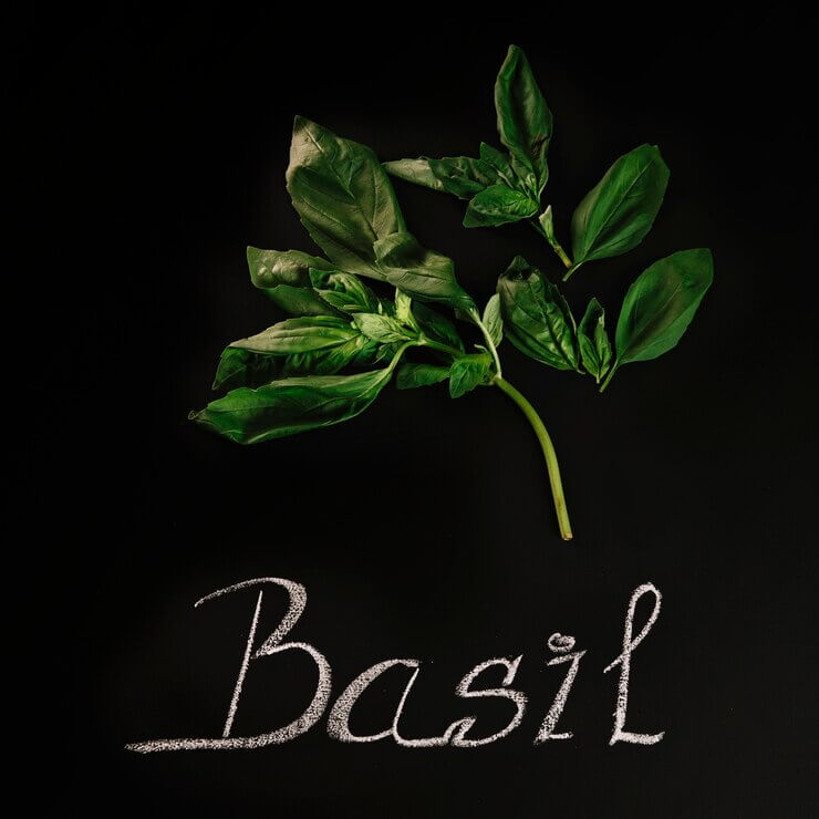 Understanding and Remedying Basil Stems Turning Brown: A Comprehensive Guide