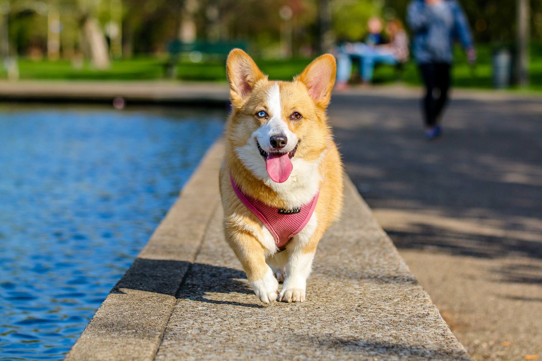 What Are The Benefits Of Using A Dog Walking Professional?
