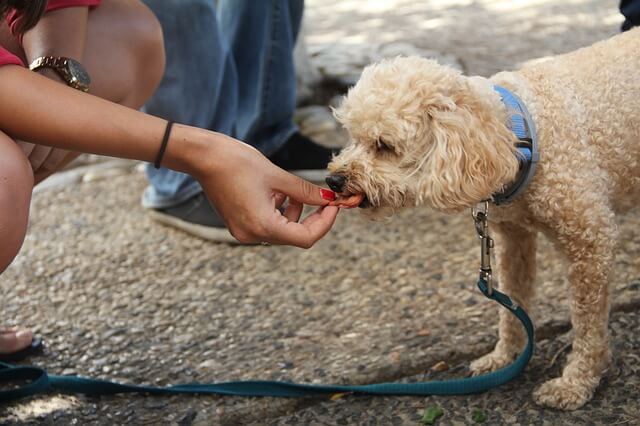 Guide for the Best CBD Dog Treats & Cannabis Edibles for Pets