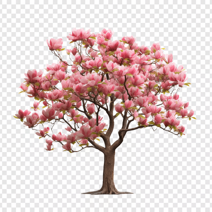 Can Cherry Trees Thrive in Florida? Types & Tips for Success